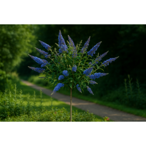 Budleja Dávidova (Buddleja Davidii) ´EMPIRE BLUE´ - výška 50-80 cm, kont. C7L - NA KMIENKU